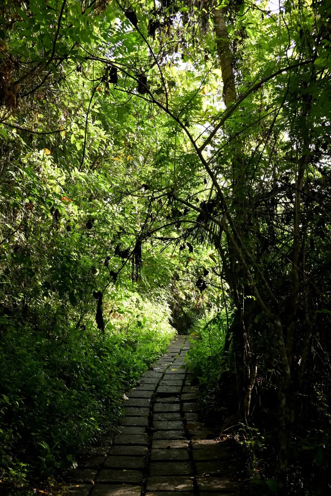 Bali — photo 11
